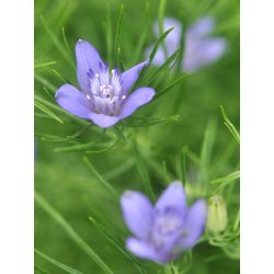 Nigella bucharica. Blue stars. Prøv en anderledes Jomfru i det grønne