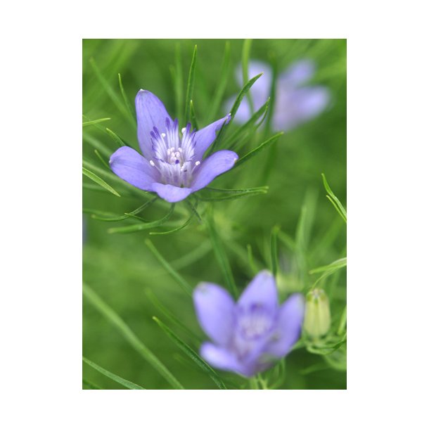 Nigella bucharica. Blue stars. ID1985-1536. Fr