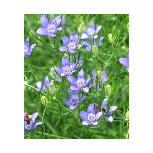 Nigella bucharica. Blue stars. Prøv en anderledes Jomfru i det grønne