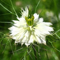 Jomfru i det gr�nne fr�. Albion black marbles. Nigella damascena. Ca. 850 Fr�