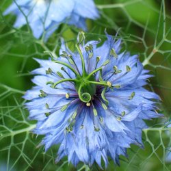 Jomfru i det gr�nne fr�. Nigella damascena. Miss Jekyll. Bl�. XL pose. Ca. 18000 Fr�.