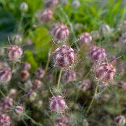 Jomfru i det gr�nne fr�. Nigella damascena. Miss Jekyll. Bl�. XL pose. Ca. 18000 Fr�.