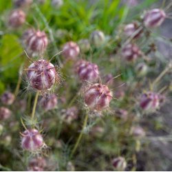 Jomfru i det grnne. Nigella damascena. Miss Jekyll. Bl. Fr.