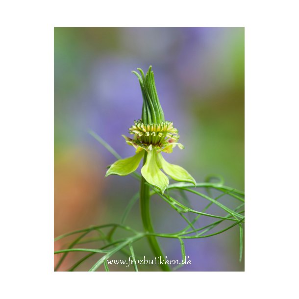 Nigella orientalis. Transformer. Fr