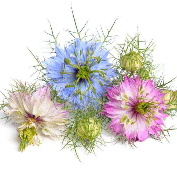 Jomfru i det gr�nne fr�. Persian jewels. Nigella damascena. Ca. 125 �kologiske fr�