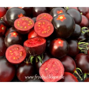 Tomat. Nightshade. Solanum lycopersicum. F1. Fr