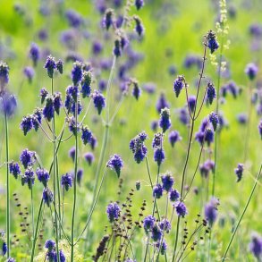 Salvie fr�. Nikkende. Salvia nutans. Ca. 300 Fr�