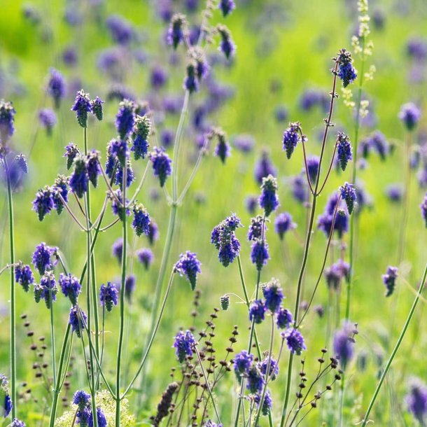 Salvie fr�. Nikkende. Salvia nutans. Ca. 300 Fr�