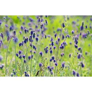 Salvie. Nikkende. Salvia nutans. Fr