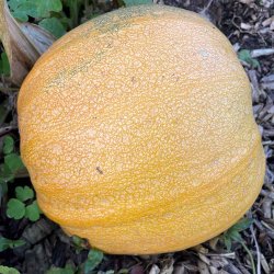 Gr�skar. Miranda. Cucurbita pepo. Ca. 15 Fr�