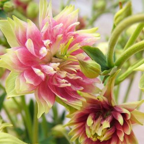 Akelejer fr�. Nora Barlow. Aquilegia vulgaris. Ca. 350 Fr�.