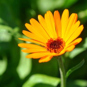 Morgenfrue fr�. Nova. Calendula officinalis. Ca. 75 �kologiske Fr�.