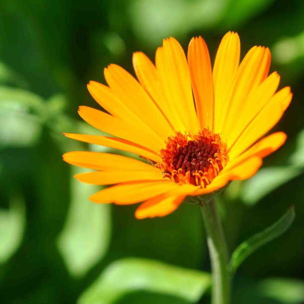 Morgenfrue fr�. Nova. Calendula officinalis. Ca. 75 �kologiske Fr�.