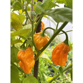 Chili. NuMex Suave. Capsicum chinense. Fr