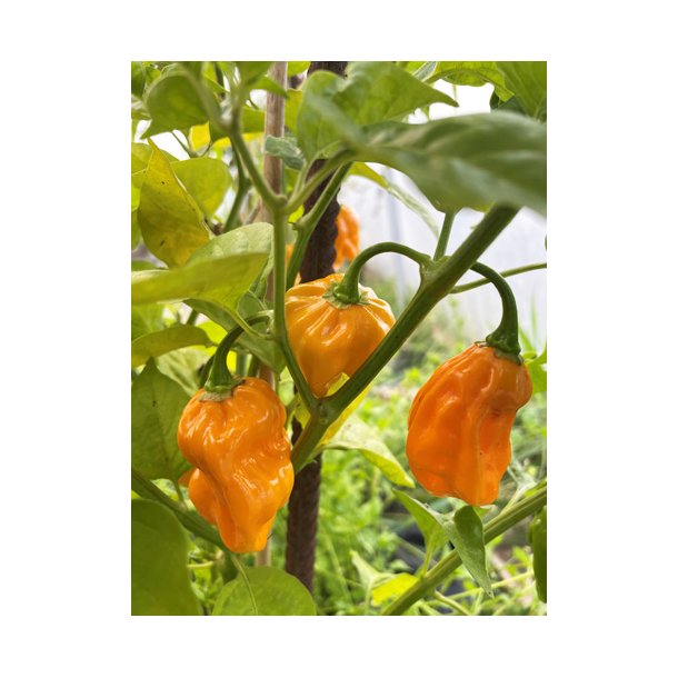 Chili. NuMex Suave. Capsicum chinense. Fr