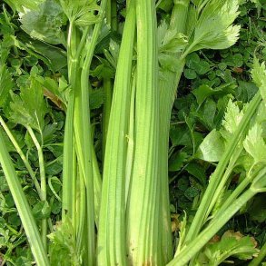 Bladselleri fr�. Westlandse. Apium graveolens L. Ca. 1250 �kologiske fr�