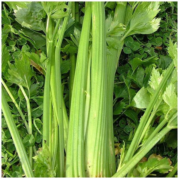 Bladselleri fr�. Westlandse. Apium graveolens L. Ca. 1250 �kologiske fr�