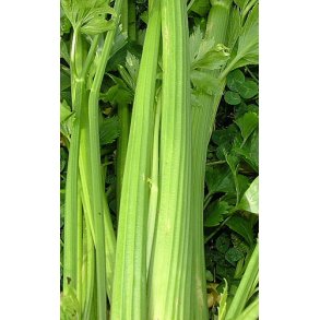 Bladselleri. Westlandse. Apium graveolens L. kologisk Fr