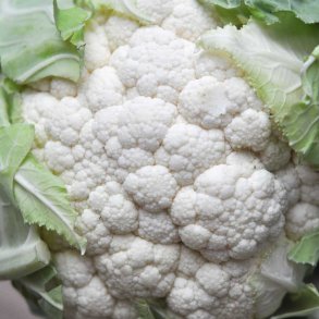 Blomk�l fr�. Goodman. Brassica oleracea. F1. Ca. 25 �kologiske fr�