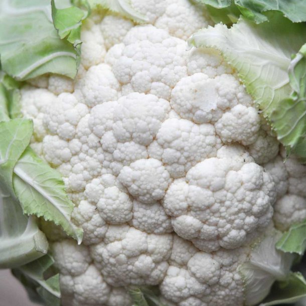 Blomk�l fr�. Goodman. Brassica oleracea. F1. Ca. 25 �kologiske fr�