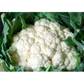 Blomkl. Flora blanca. Brassica oleracea. kologisk Fr.