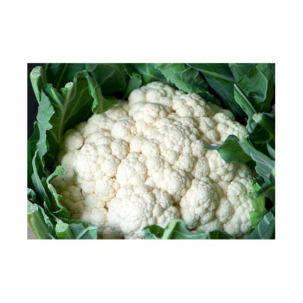 Blomkl. Flora blanca. Brassica oleracea. kologisk Fr.
