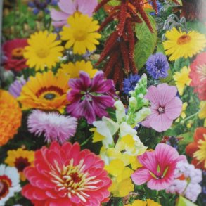 Blomsterblanding fr�. Tiltr�kker bier og sommerfugle. �kologisk til ca. 7 m2. Fr�.