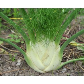 Fennikel. Doux de Florence. Foeniculum vulgare. kologisk. Fr.