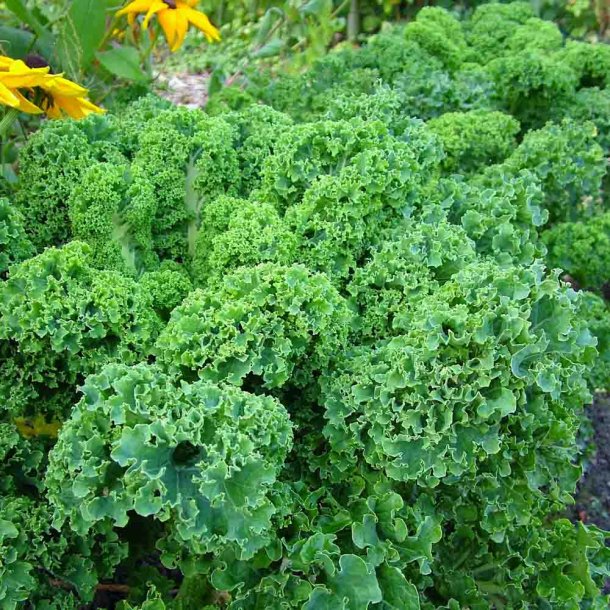 Gr�nk�l fr�. Westlandse winter. Brassica oleracea. Ca. 175 �kologiske fr�