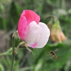 �rteblomster fr�. Lathyrus odoratus. Painted Lady. �kologisk. Ca. 30 Fr�