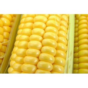 Majs. Golden Bantam. Zea mays. kologisk. Fr.