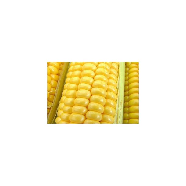 Majs. Golden Bantam. Zea mays. kologisk. Fr.