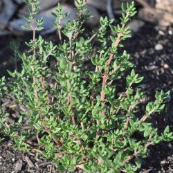 Timian fr�. Thymus vulgaris. Ca. 750 �kologiske fr�.