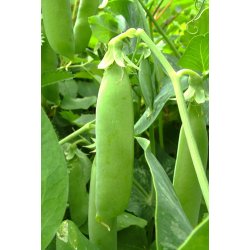 rter. Karina. Pisum sativum. kologisk. Fr.