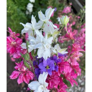 Ridderspore. Delphinium consolida. Imperial. kologisk. Fr