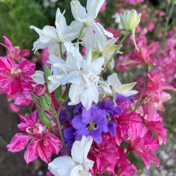 Ridderspore fr. Imperial. Delphinium consolida. Ca. 175 kologiske fr