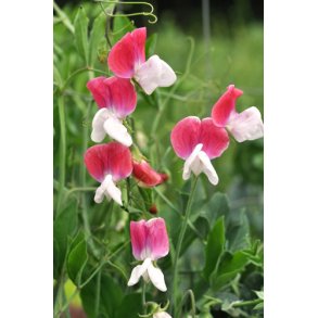 rteblomster. Lathyrus odoratus. Painted Lady. kologisk. Fr