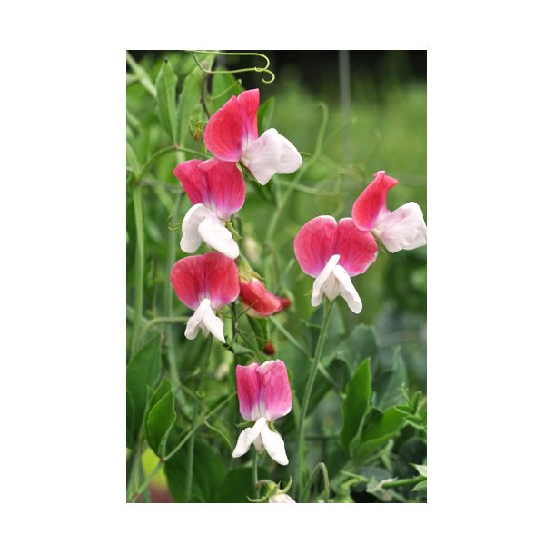 rteblomster. Lathyrus odoratus. Painted Lady. kologisk. Fr