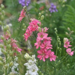 Ridderspore fr. Imperial. Delphinium consolida. Ca. 175 kologiske fr