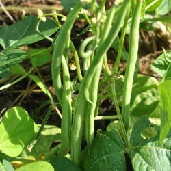 B�nner fr�. Maxi. Phaseolus vulgaris. Buskb�nner. Ca. 120 �kologiske fr�.
