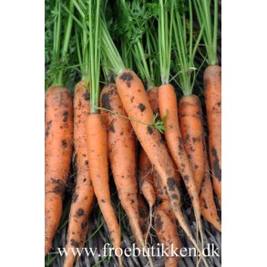 Gulerod. Jeanette. Daucus carota var. sativus. F1. kologisk. Fr
