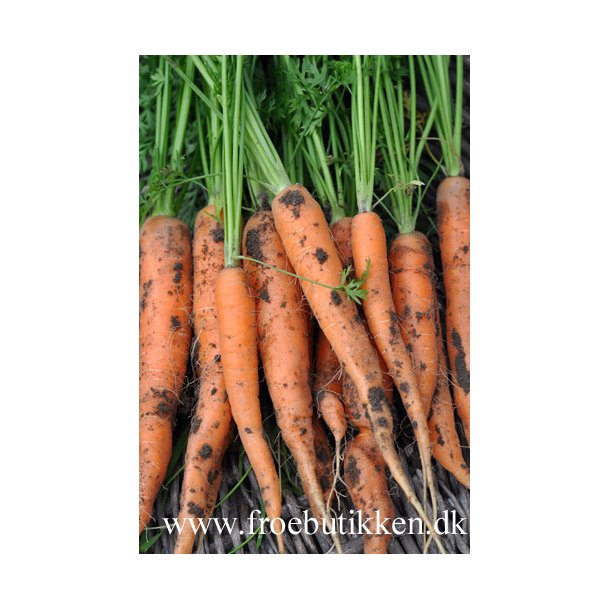 Gulerod. Jeanette. Daucus carota var. sativus. F1. kologisk. Fr