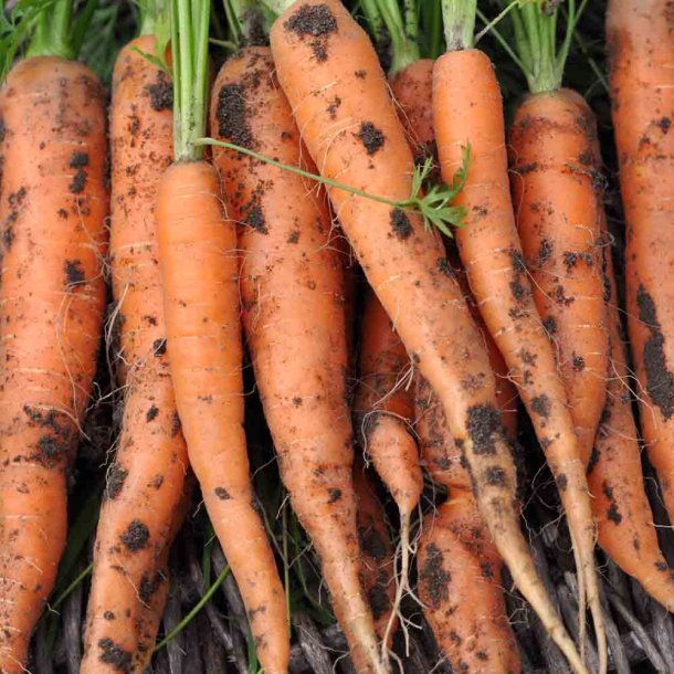 Gulerod fr�. Jeanette. Daucus carota var. sativus. F1. Ca. 530 �kologiske fr�