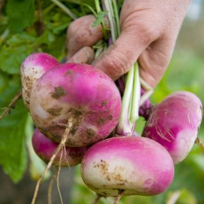 Majroe fr�. Milan Purple top. Brassica rapa Rapifera. Ca. 1200 �kologiske fr�