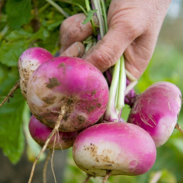 Majroe fr�. Milan Purple top. Brassica rapa Rapifera. Ca. 1200 �kologiske fr�
