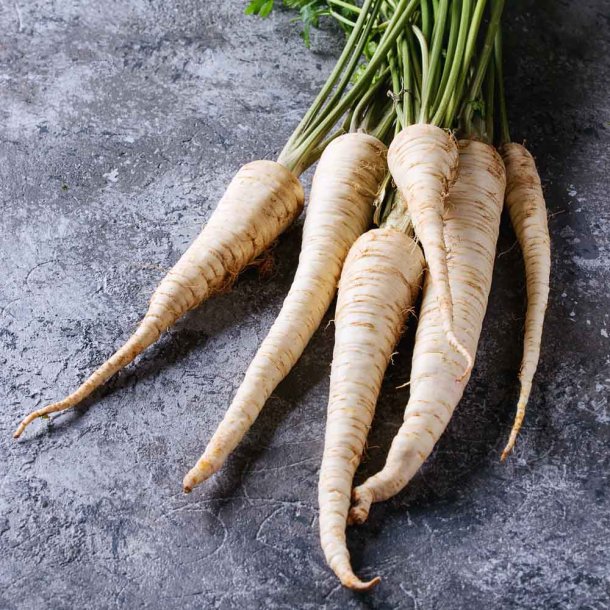 Pastinak fr�. Guernsey. Pastinaca sativa. Ca. 870 �kologiske fr�.