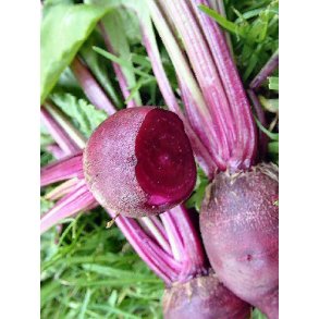 Rdbeder. Detroit 2. Beta vulgaris. kologisk. Fr.