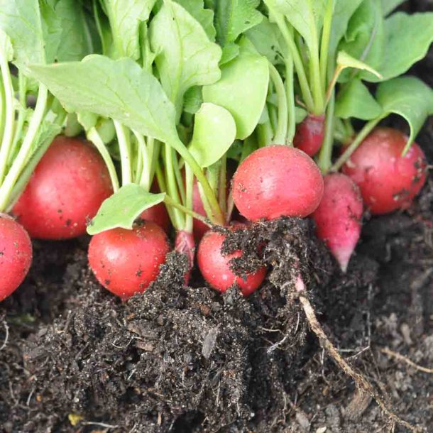 Radiser fr�. Raxe. Raphanus sativus. Ca. 300 �kologiske fr�.