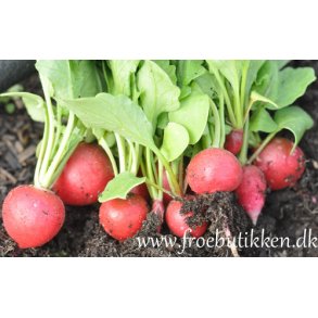 Radiser. Raxe. Raphanus sativus. kologisk Fr.