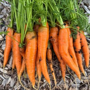 Gulerod fr�. Caravel. Daucus carota. F1. Ca. 850 �kologiske fr�
